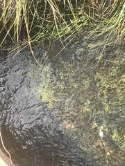 Ranunculus inundatus