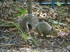 Sciurus carolinensis