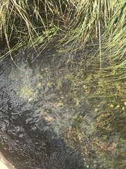 Ranunculus inundatus