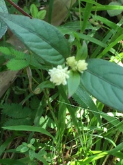 Alternanthera brasiliana