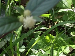 Alternanthera brasiliana