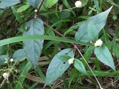 Alternanthera brasiliana