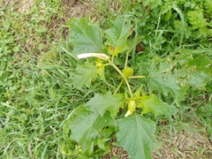 Datura stramonium
