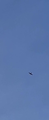 Aerodramus terraereginae