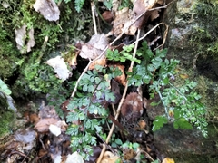 Asplenium hookerianum