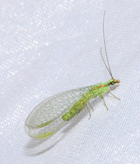 Chrysopa coloradensis