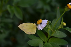 Eurema blanda arsakia