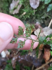Asplenium hookerianum