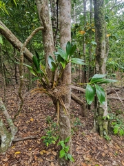 Dendrobium speciosum