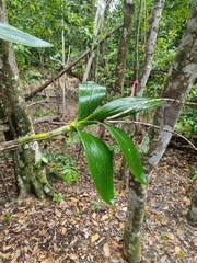 Dendrobium speciosum