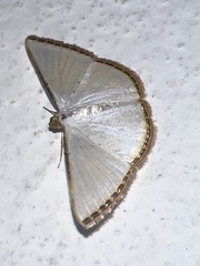 Leuciris fimbriaria
