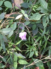 Centrosema virginianum