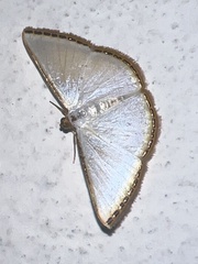 Leuciris fimbriaria