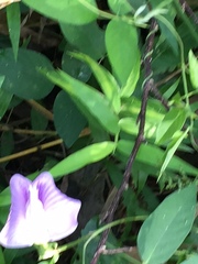 Centrosema virginianum