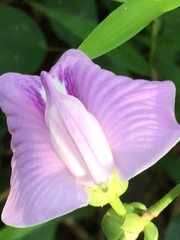 Centrosema virginianum