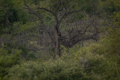 Hieraaetus wahlbergi