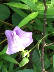 Centrosema virginianum