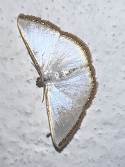 Leuciris fimbriaria