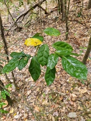 Cryptocarya foetida