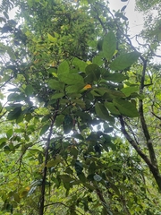 Cryptocarya foetida