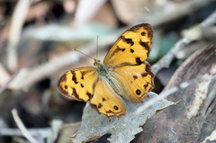 Heteronympha mirifica
