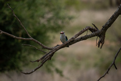 Halcyon senegalensis