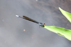 Pseudagrion ignifer