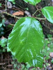 Rubus
