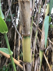 Arundo donax