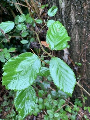 Rubus