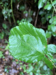 Rubus