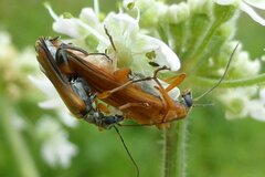 Oedemera podagrariae