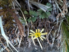 Ranunculus verticillatus