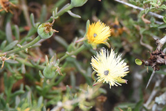 Mesembryanthemum splendens splendens