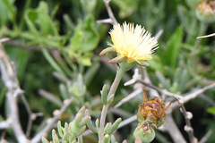 Mesembryanthemum splendens splendens