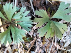 Ranunculus verticillatus