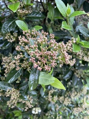 Viburnum tinus