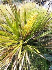 Aciphylla trifoliolata