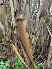 Arundo donax