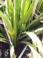 Aciphylla trifoliolata