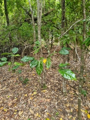 Cryptocarya foetida