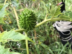 Datura stramonium