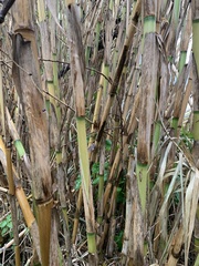Arundo donax