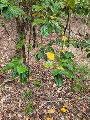 Cryptocarya foetida