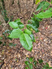 Celtis paniculata