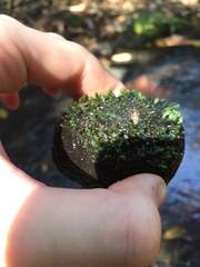 Fissidens bryoides