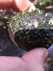Fissidens bryoides