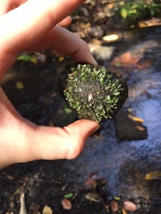 Fissidens bryoides
