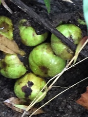 Ficus fistulosa
