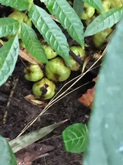 Ficus fistulosa